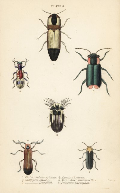 Coléoptères cliquets : Melanoxanthus melanocephalus, Luciola italica, Lampyris latreillii, Lycus festivus, coléoptère à ailes molles, Clanoptilus marginellus, et Priocera variergata - English School