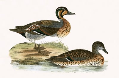 Sarcelle qui glousse, illustration de 