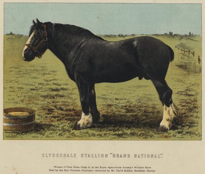 Étalon Clydesdale "Grand National" - English School