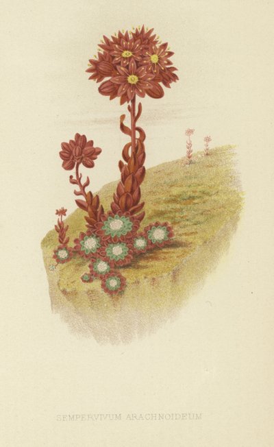 Joubarbe toile d