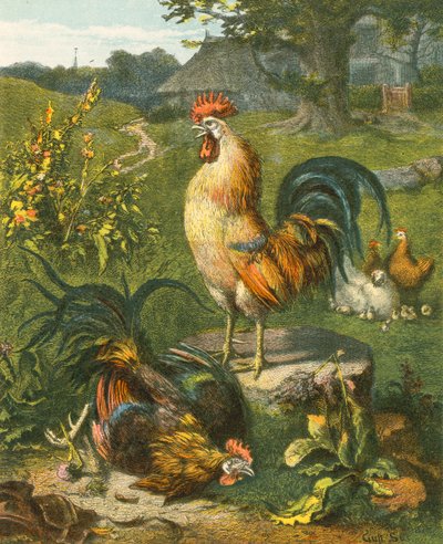 Coq, le Victorieux - English School
