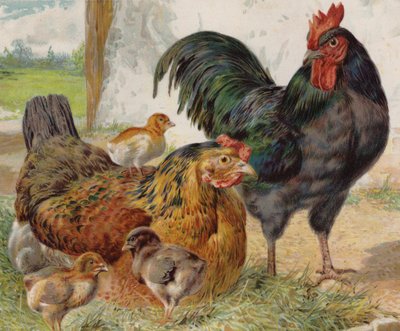 Coq, poule et poussins - English School