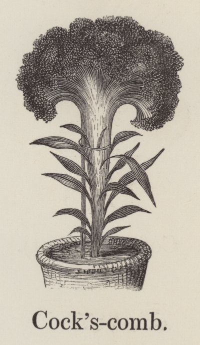 Peigne de coq (gravure) - English School