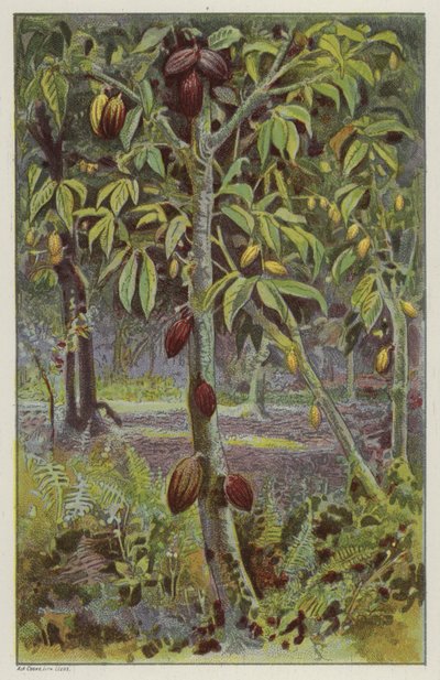 Plantation de cacao, Trinidad - English School