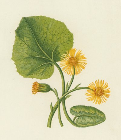 Tussilage, Tussilago Farfara - English School