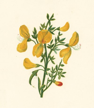 Genêt Commun, Cytisus Scoparius - English School