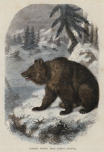 Ours Brun Commun, Ursus Arctos - English School