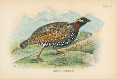 Francolin commun - English School