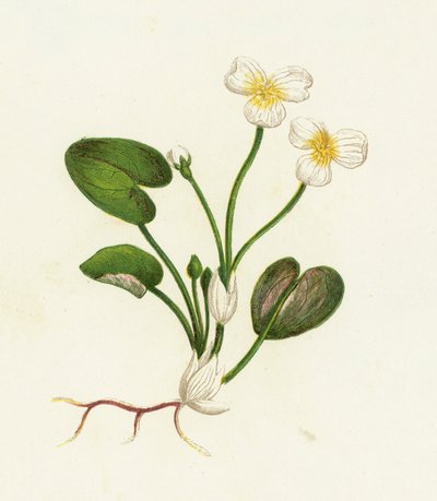 Mors du crapaud, Hydrocharis Morsus-Ranae - English School
