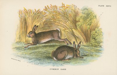 Lièvre commun - English School