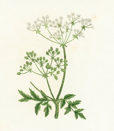 Ciguë maculée, Conium Maculatum - English School