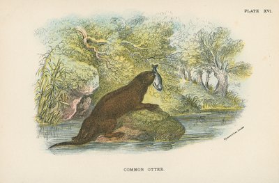 Loutre commune - English School