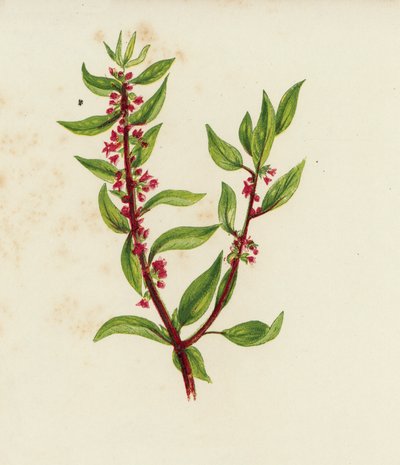 Pariétaire officinale, Parietaria Officinalis - English School