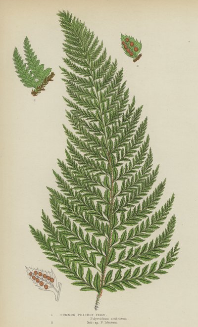 Fougère épineuse commune (lithographie en couleur) - English School