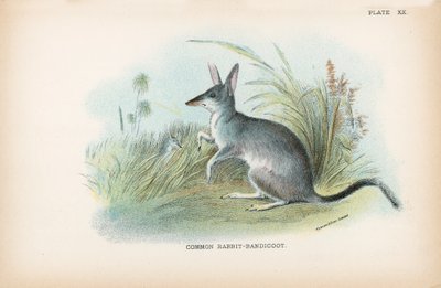 Bandicoot lapin commun - English School