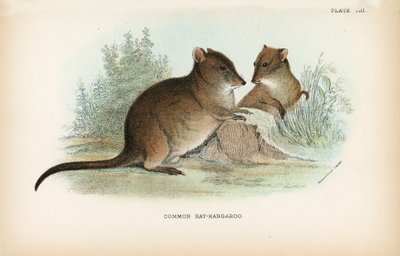 Rat-kangourou commun - English School