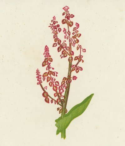 Oseille commune, Rumex Acetosa - English School