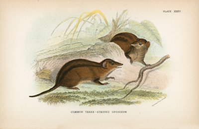 Opossum à trois bandes commun - English School