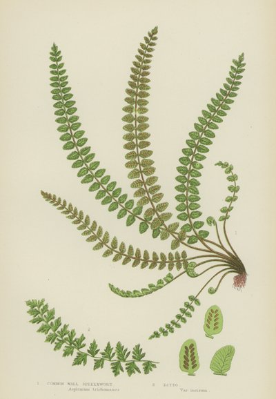 Spleenwort de mur commun (lithographie en couleur) - English School
