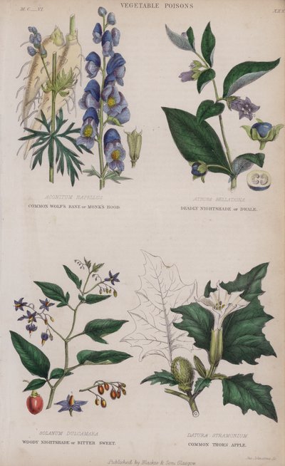 Aconit Tue-Loup; Belladone; Morelle Douce-Amère; Datura Stramoine (gravure en couleur) - English School