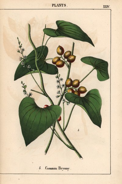 Bryone commune avec baies dorées. Bryonia alba, de "The Instructive Picturebook, or Lessons from the Vegetable World," [Charlotte Mary Yonge], Édimbourg - English School