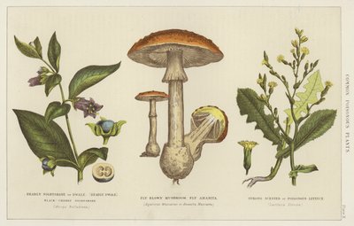 Plantes vénéneuses communes (gravure) - English School