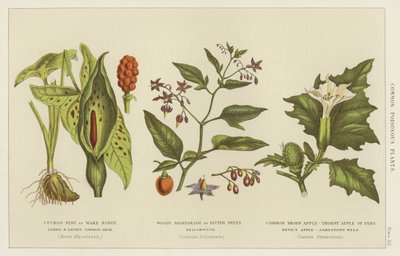 Plantes vénéneuses communes - English School