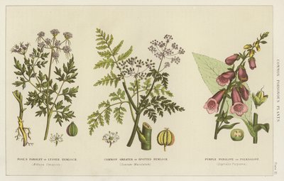 Plantes vénéneuses communes - English School