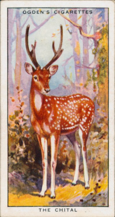 Couleurs cachées pour la protection, Animaux, Le Chital (lithographie couleur) - English School