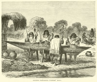 Conibos préparant des œufs de tortue - English School