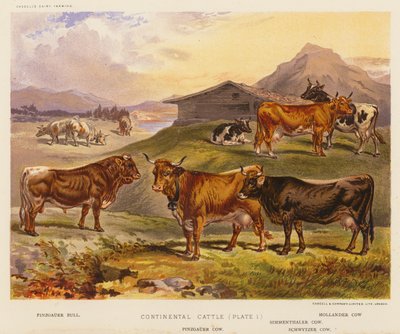 Bétail continental - English School