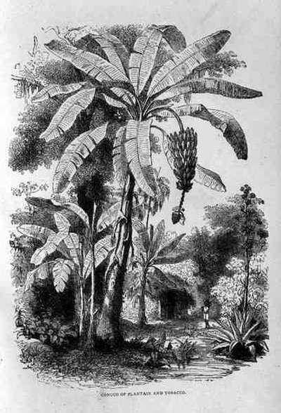 Conuco de banane plantain et de tabac, de Saint-Domingue passé et présent par Samuel Hazard, pub. 1873 - English School