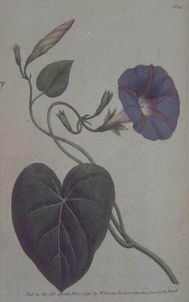 Convolvulus major, ou Liseron pourpre (Convolvulus purpureus), planche 113 du 