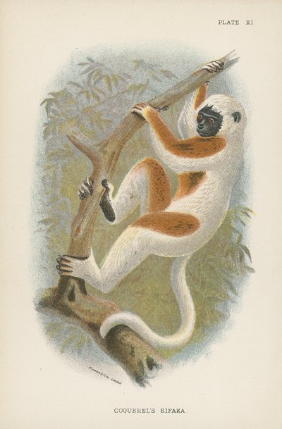 Le Sifaka de Coquerel - English School