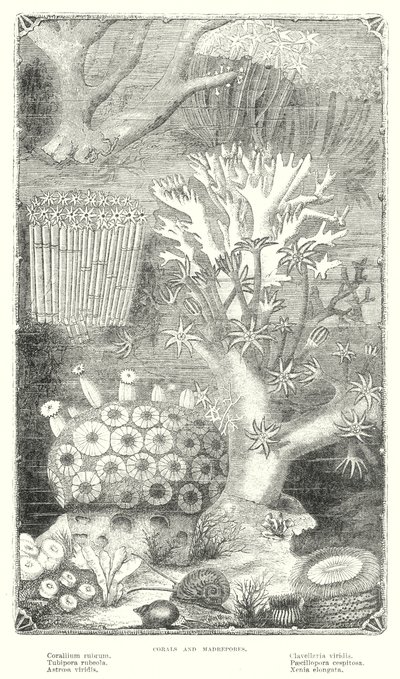 Corail et Madrepore (gravure) - English School