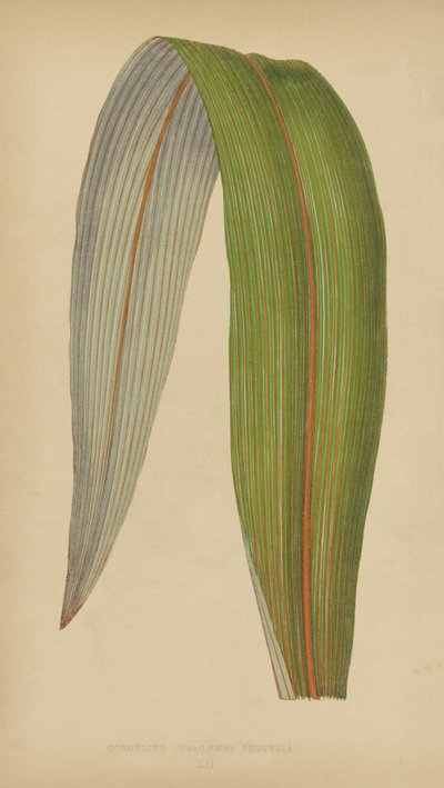 Cordyline (Dracaena) Indivisa - English School