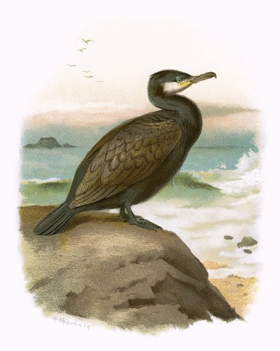 Cormoran - English School
