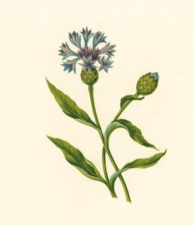 Bleuet, Centaurea Cyanus - English School