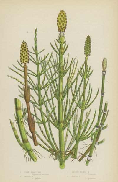Prêle des champs, Prêle rugueuse, Prêle lisse et nue, Prêle des marais - English School