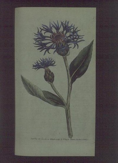 Bleuet (Centaurea montana), planche 77 de 