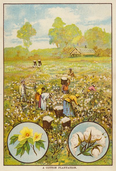 Plantation de coton - English School