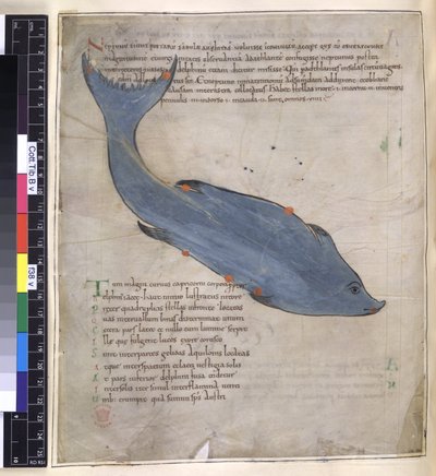 La constellation de Delphinus de 