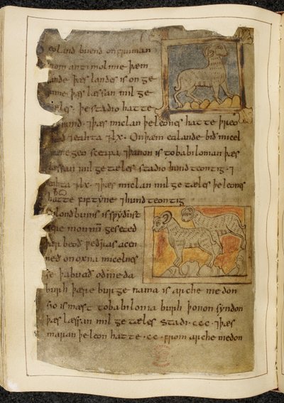 Cotton Vitellius A. XV f.98v, Un mouton à une seule corne, tourné vers la droite ; deux moutons à deux cornes, tournés vers la gauche, de Beowulf, du 