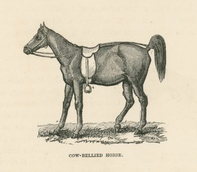 Cheval à ventre de vache (gravure) - English School