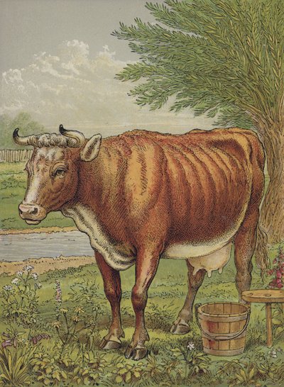 Vache - English School