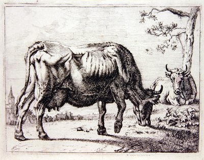 Vaches au pâturage - English School