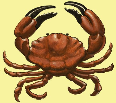 Crabe - English School