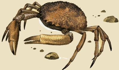 Crabe - English School