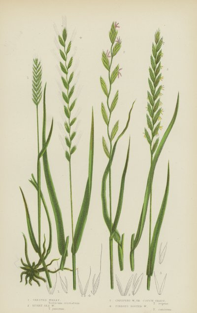Blé crêté, blé de mer, blé rampant ou chiendent, blé à racines fibreuses - English School