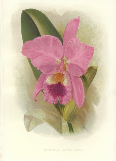Cattleya cramoisi - English School